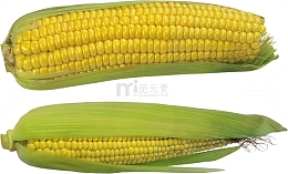 带绿叶玉米