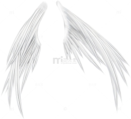 白色羽毛翅膀