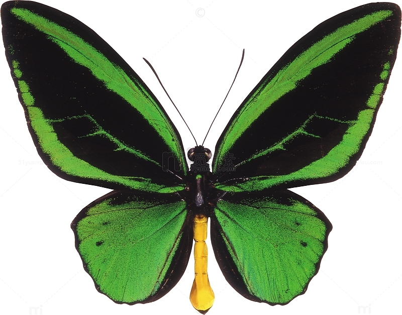 绿色羽翼蝴蝶昆虫