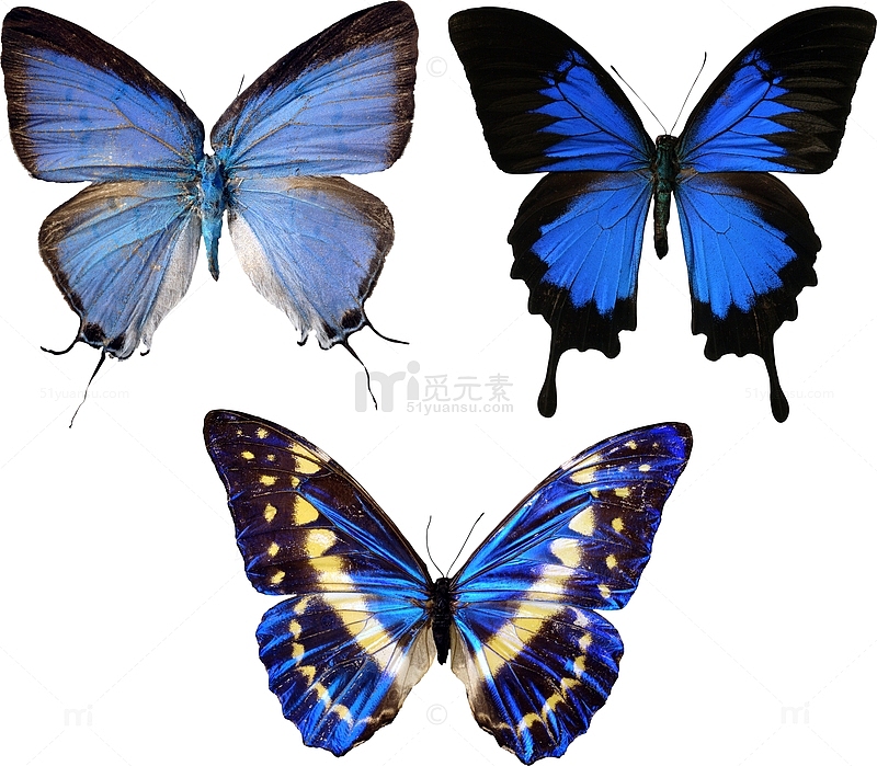蓝蝴蝶昆虫标本