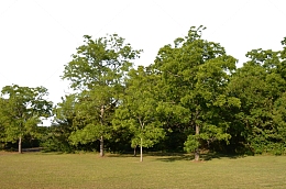 森林树林草坪写实