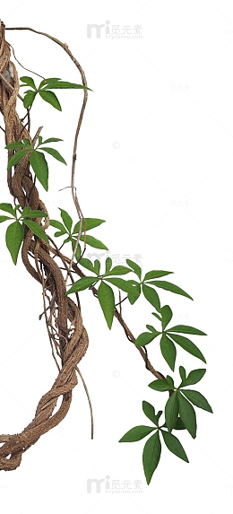 藤本植物