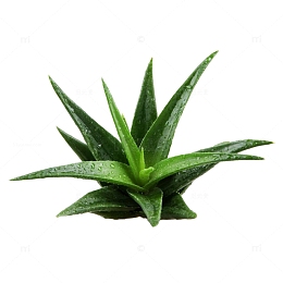 芦荟植物