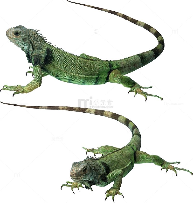 脊索动物绿色蜥蜴