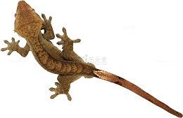 褐色小壁虎