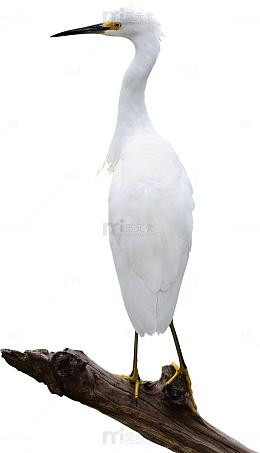 站在树枝上的苍鹭