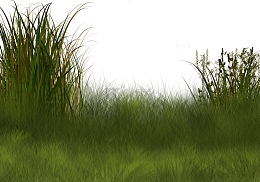 野外绿草地