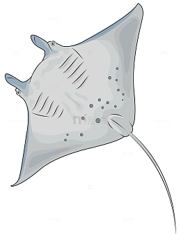 魔鬼鱼卡通手绘