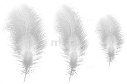 卡通白色羽毛