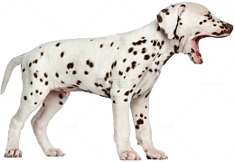 达尔马提亚斑点狗