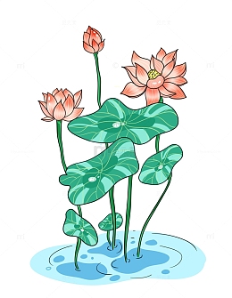 碧绿荷叶美丽荷花