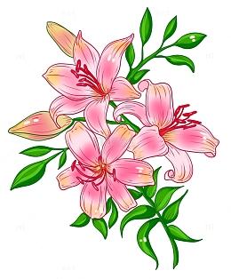 美丽漂亮百合花