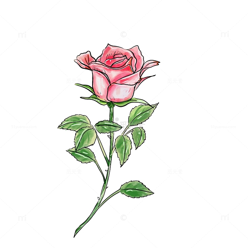 妇女节水彩玫瑰花元素