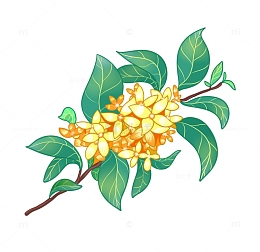 金灿灿的桂花