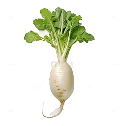 真实的白萝卜元素