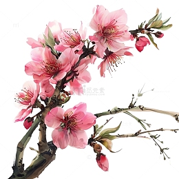 水彩风格樱花