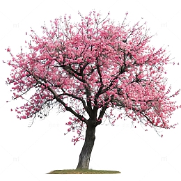 长满桃花的树