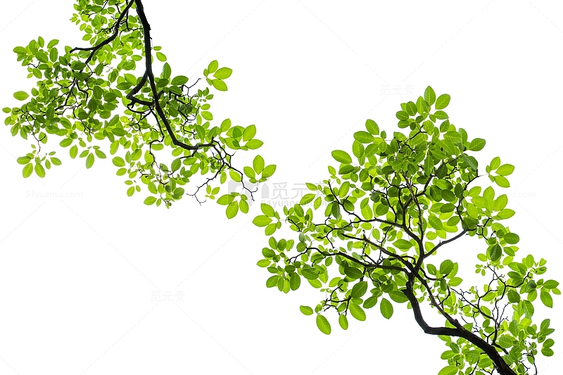春天绿色植物树木树叶