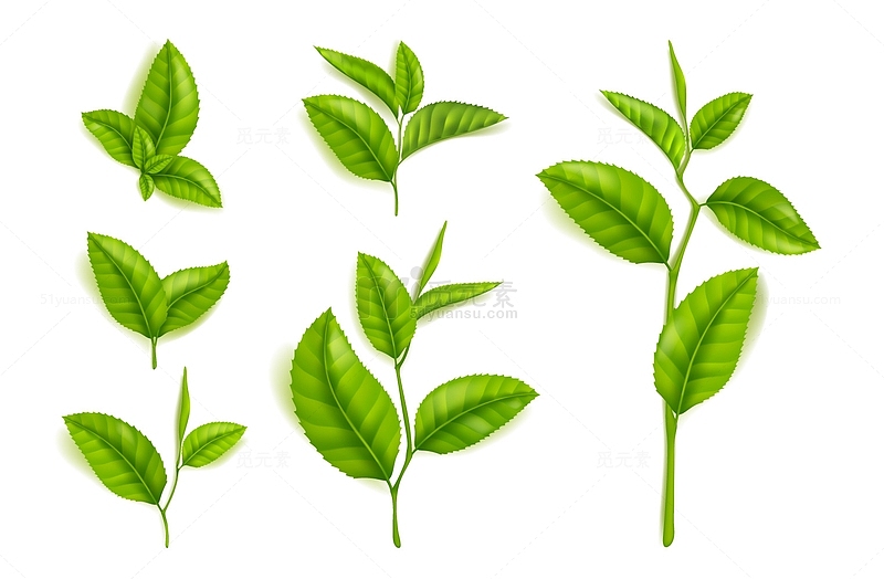 新鲜绿色茶叶嫩叶