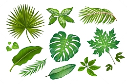 龟背竹绿叶大叶绿植