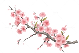 水彩水墨桃花中国风