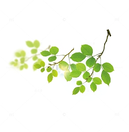 绿色树枝树叶装饰