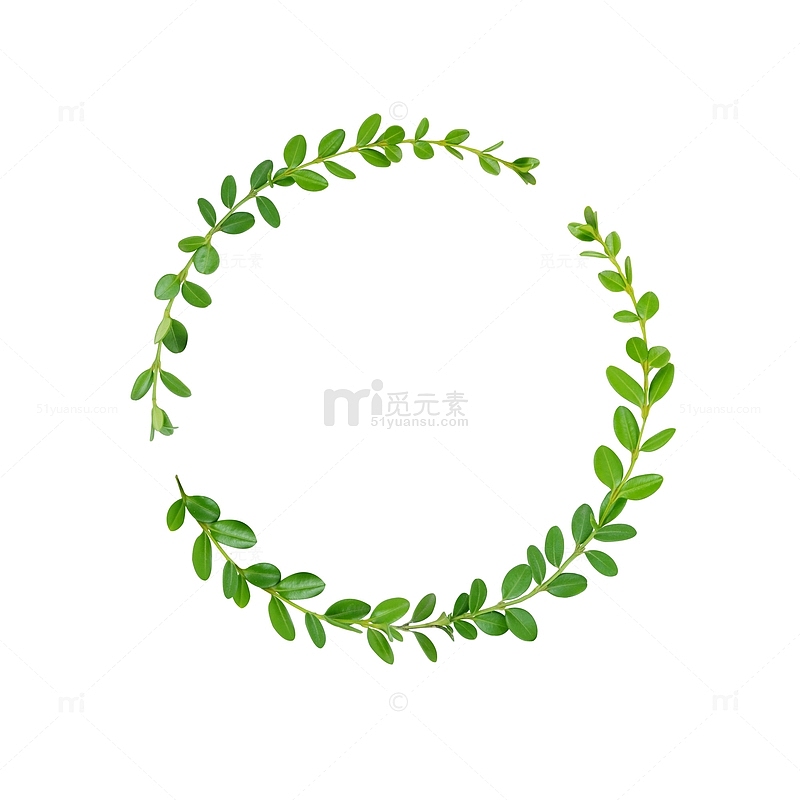 绿色植物树枝圆环