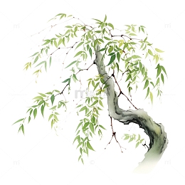 中国画柳树免扣