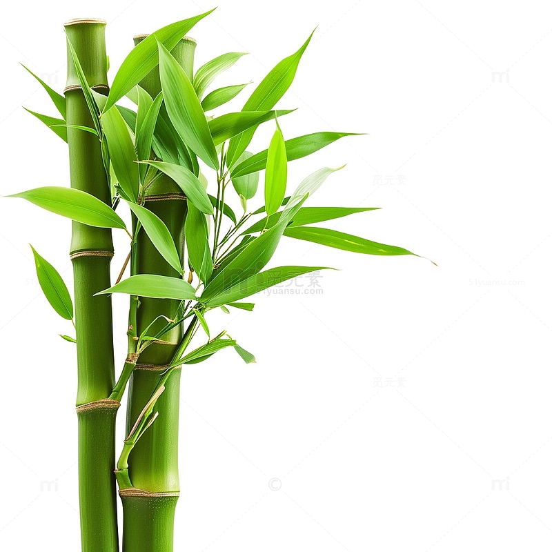 春天的竹子竹节