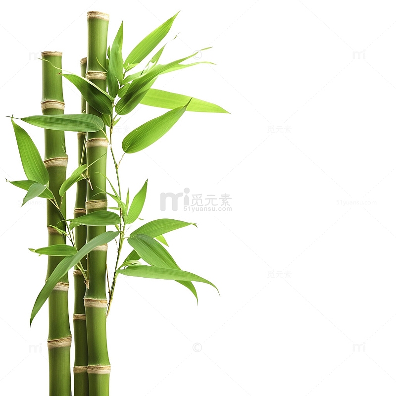 写实的竹子照片