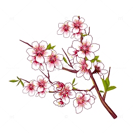 春天写实白粉色桃花插画