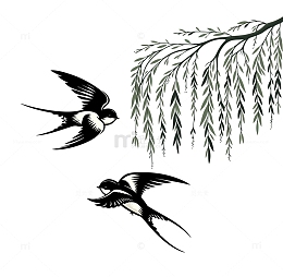 立春的燕子与柳树枝