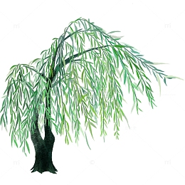柳树水彩春天夏天