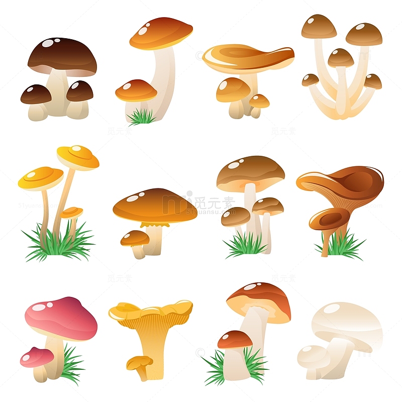 不同种类的蘑菇蔬菜
