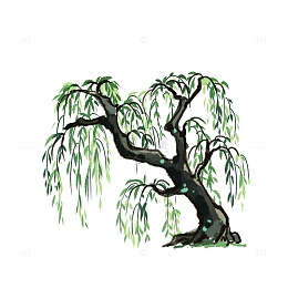 春季植物柳树