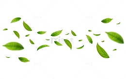 清新茶叶树叶绿茶