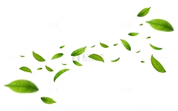 茶叶毛尖毛峰绿茶叶