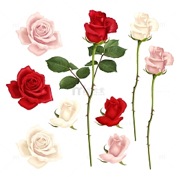 不同颜色的玫瑰花元素