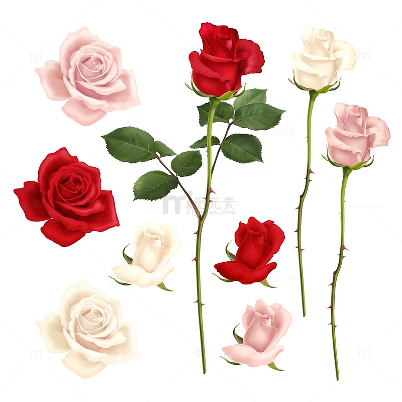 不同颜色的玫瑰花元素