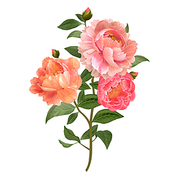 牡丹花植物花卉