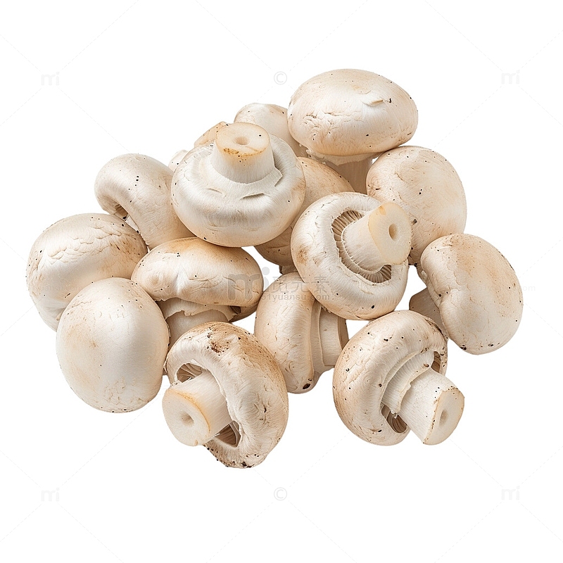 口蘑菇香菇菌类