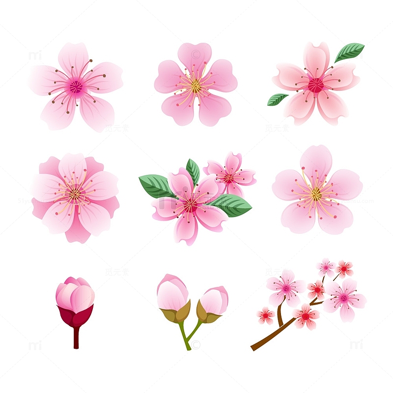 粉色樱花花朵花枝