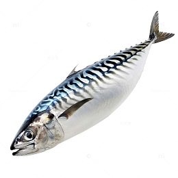 青花鱼免扣元素