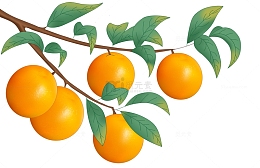 手绘橙子橘子插画