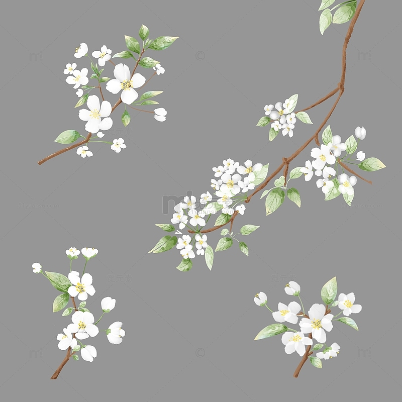 春天盛开白色梨花树枝花朵