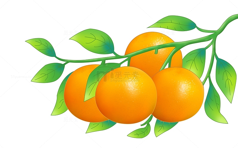 手绘橙子橘子香橙橙色插画