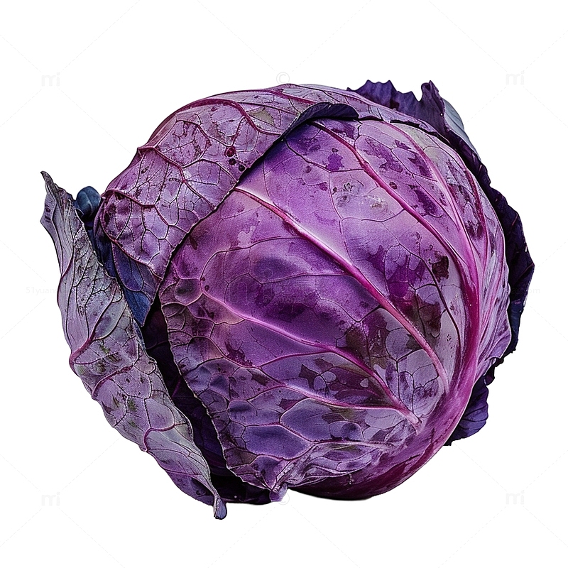 紫甘蓝紫包菜
