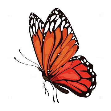 彩色蝴蝶花蝴蝶