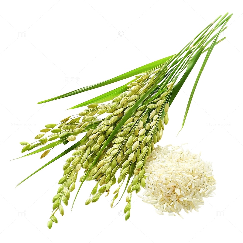 水稻大米植物