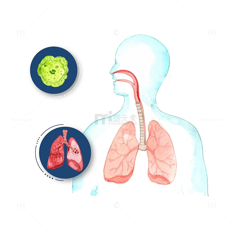 肺部器官呼吸道插画